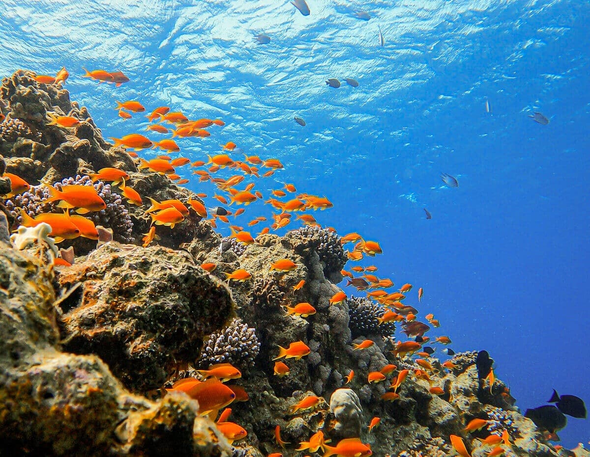 Scuba Dive, Snorkel or Cruise the Red Sea trip image 1