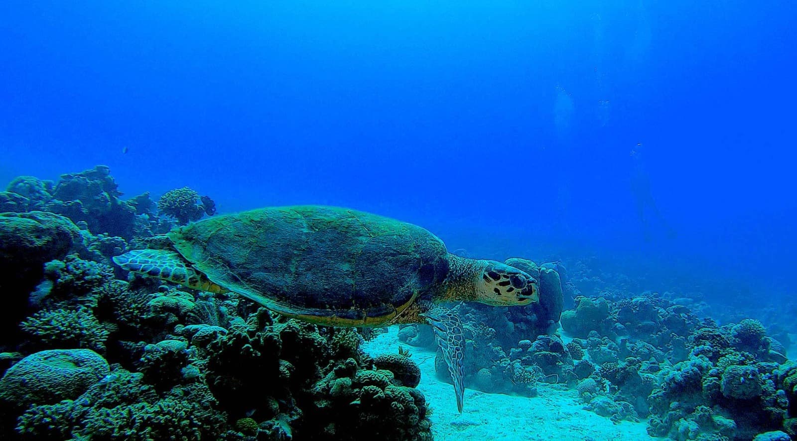 Scuba Dive, Snorkel or Cruise the Red Sea trip image 2