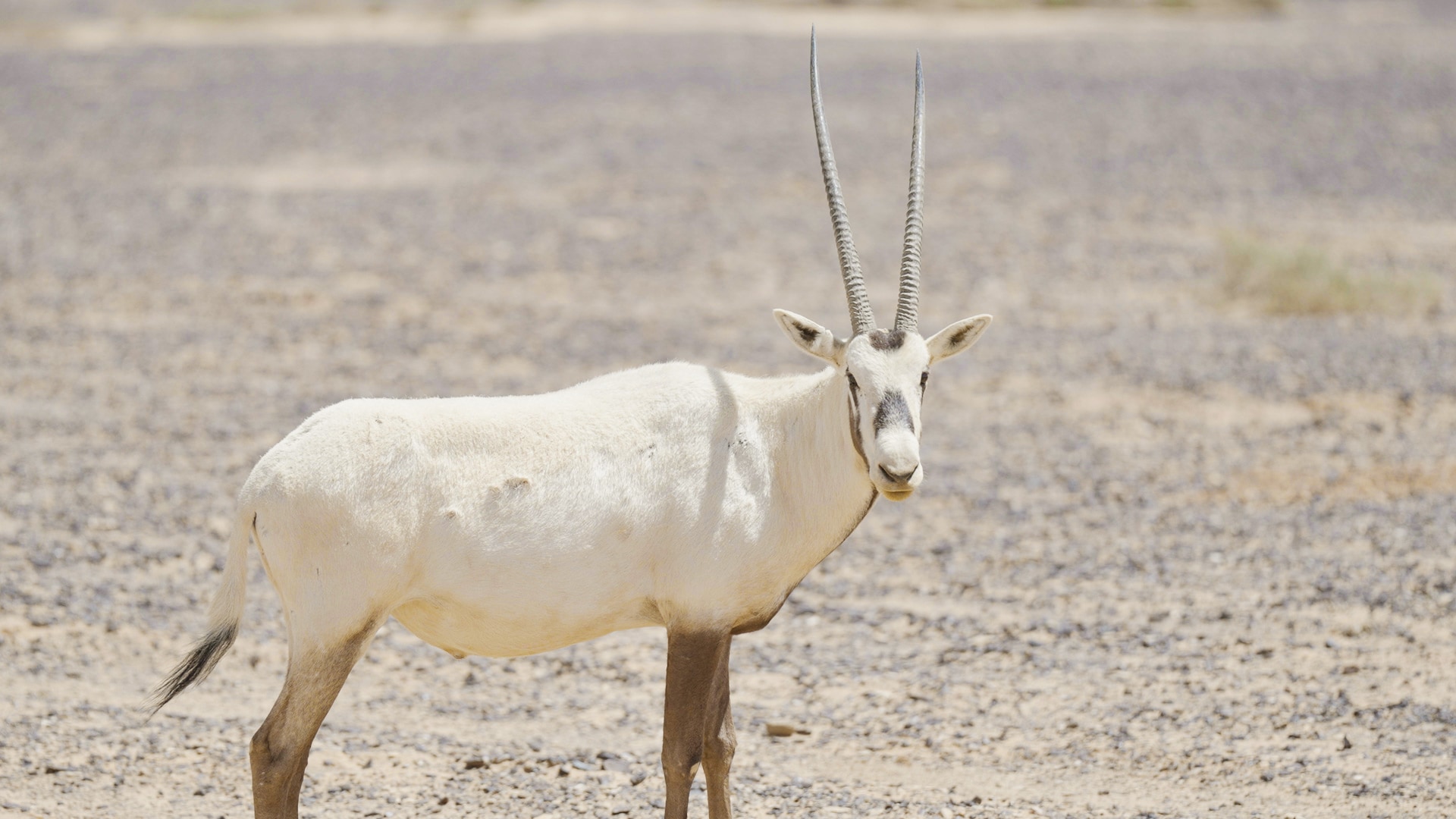 Arabian Oryx Photography Safari