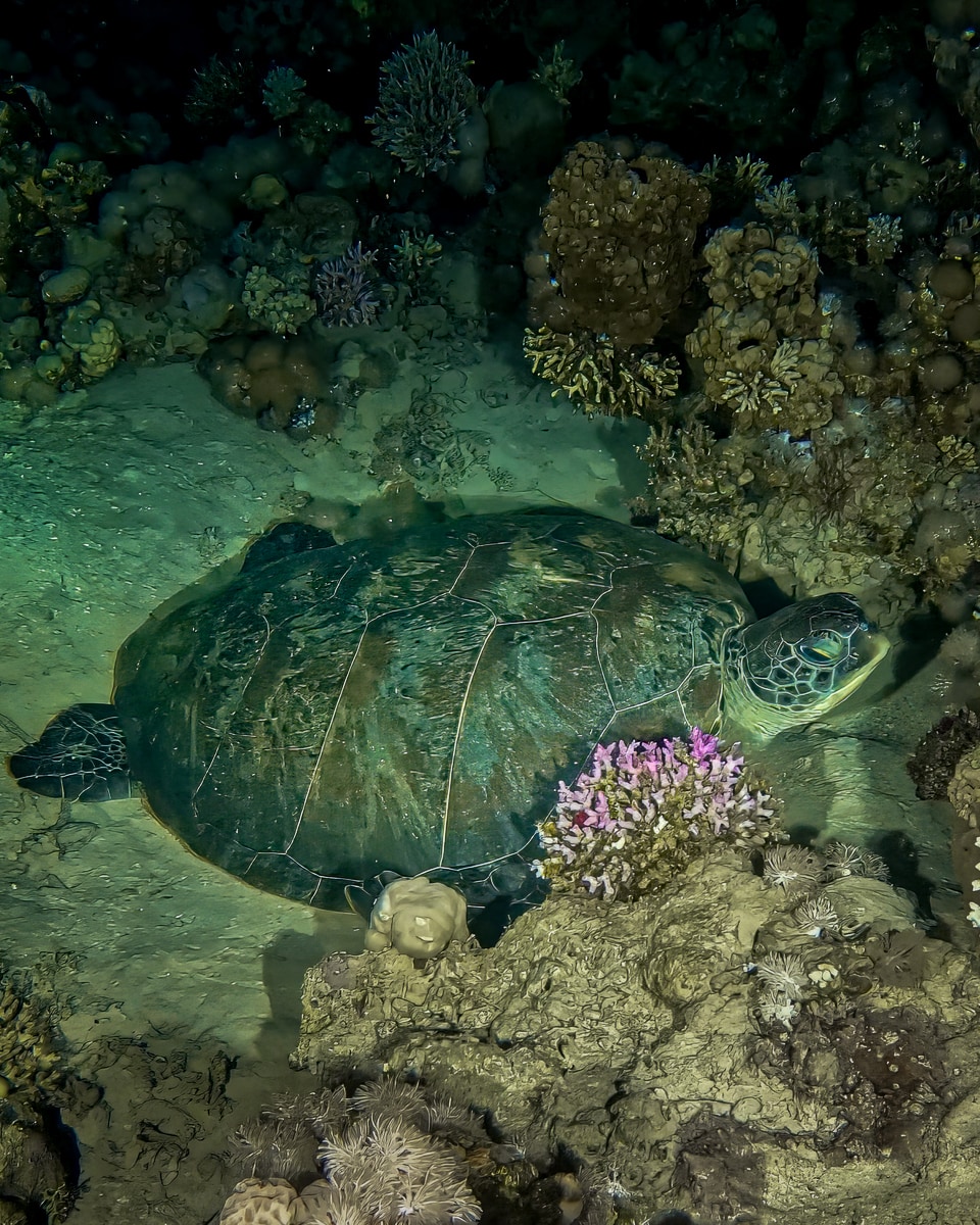 Night Dive