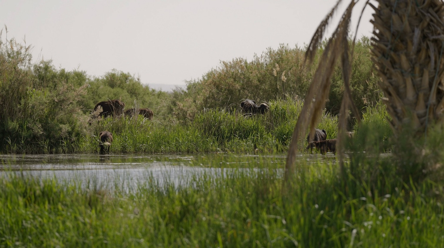 Water Buffalo and Bird Watching Trek